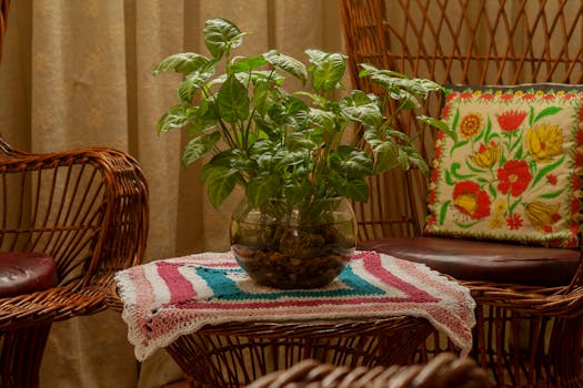 Plantas de interior fáciles de cuidar - Interflora