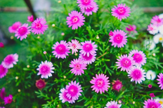 10 Plantas que dan flores todo el año