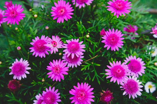 Las 12 plantas con flores de interior y exterior más bonitas ...