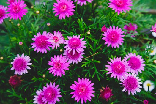 Comprar plantas con flor con envío gratis