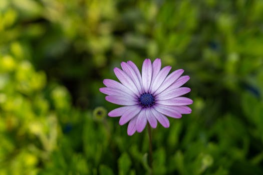 10 Plantas que dan flores todo el año