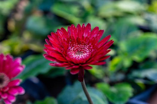 10 Plantas que dan flores todo el año