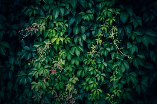 Plantas trepadoras - Venta en línea al mejor precio - Planfor