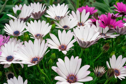 Plantas de Flor | Variedades Ornamentales para Jardines y ...