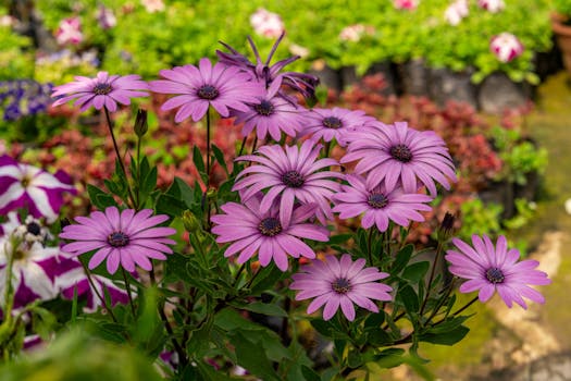 Las 12 plantas con flores de interior y exterior más bonitas ...