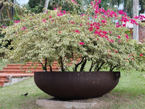Plantas de exterior resistentes online - Interflora