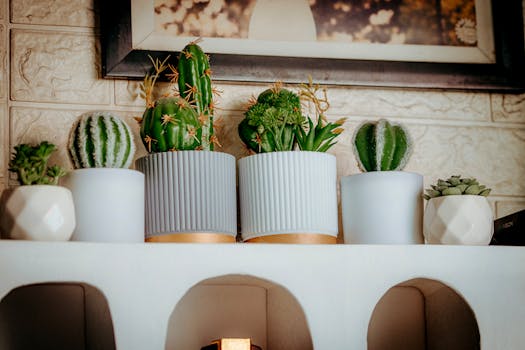 Comprar plantas de regalo online con envío gratis