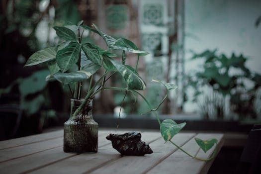 Blog de Cuidado de Plantas