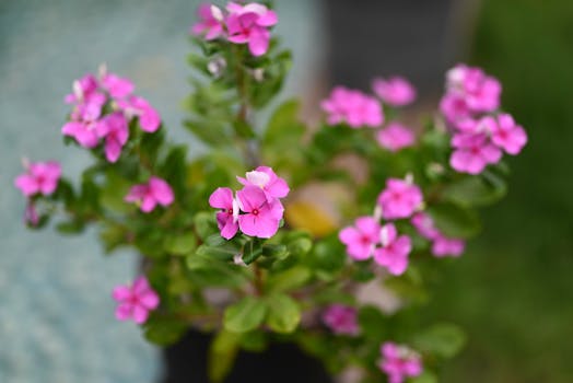 Tipos de plantas con flores: cuáles elegir para tu jardín