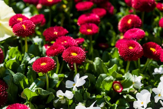 Las 12 plantas con flores de interior y exterior más bonitas ...