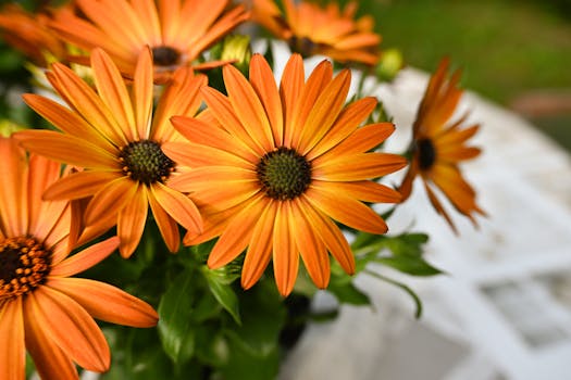 13 plantas de sol directo que florecen todo el año y son ...