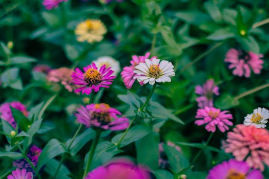 Comprar plantas con flor con envío gratis