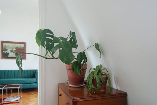 Plantas a Domicilio Madrid | Comprar Online