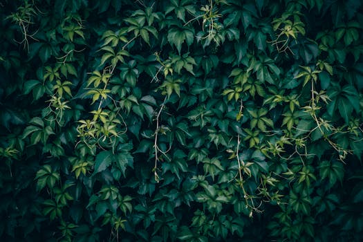 Plantas trepadoras - Venta en línea al mejor precio - Planfor