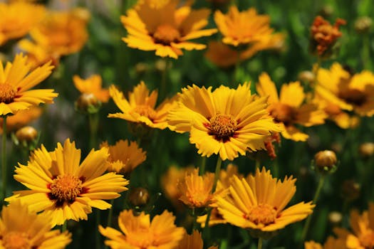 13 plantas de sol directo que florecen todo el año y son ...