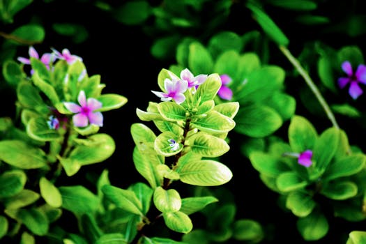 Centros y cestas de plantas naturales