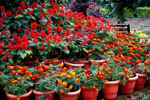 Plantas de exterior resistentes online - Interflora