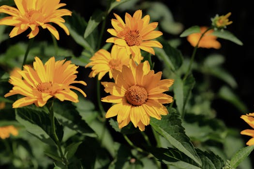 13 plantas de sol directo que florecen todo el año y son ...