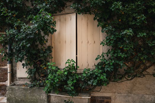 Plantas trepadoras - Venta en línea al mejor precio - Planfor