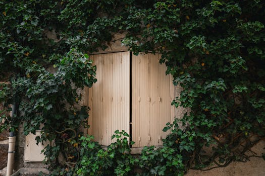 Plantas trepadoras - Venta en línea al mejor precio - Planfor