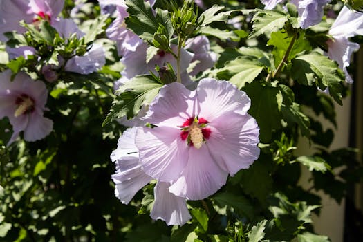 Tipos de plantas con flores: cuáles elegir para tu jardín