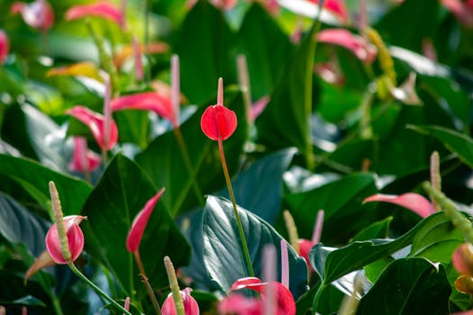 Plantas de Interior con Flor: Decorativas, Cuidado Fácil