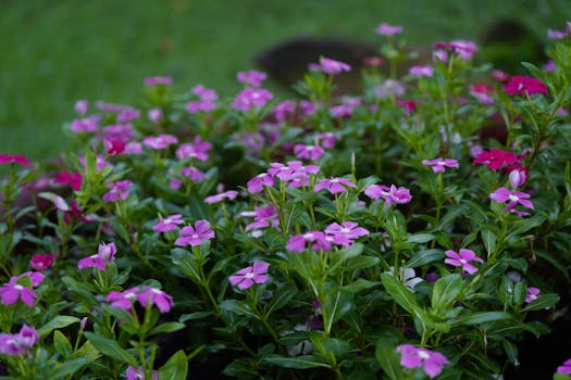 16 plantas de exterior con flores para llenar tu jardín o ...