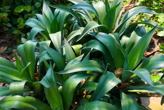 Plantas de exterior resistentes online - Interflora