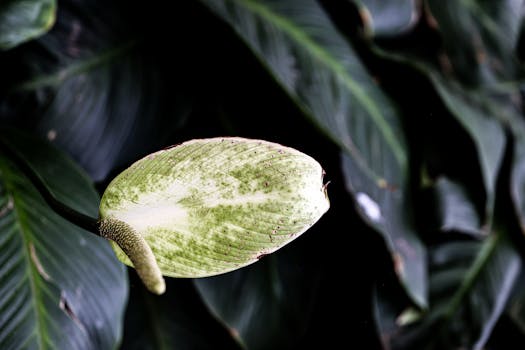 Plantas para Regalar | Plants & Greens - Interflora