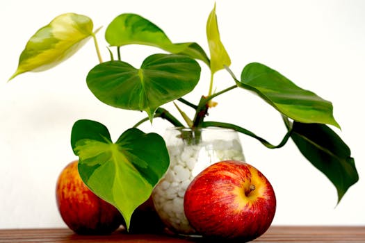 Comprar plantas de regalo online con envío gratis