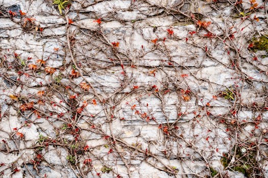 Plantas trepadoras - Venta en línea al mejor precio - Planfor