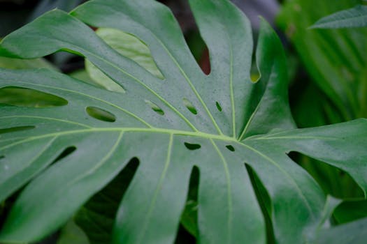 Comprar Plantas Grandes Online