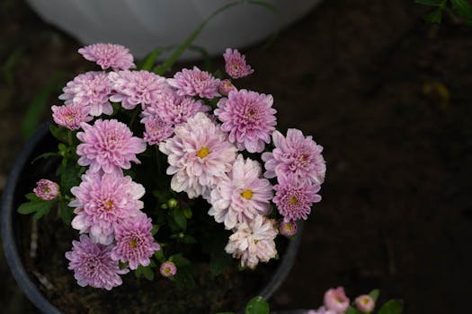 Plantas de Interior con Flor: Decorativas, Cuidado Fácil