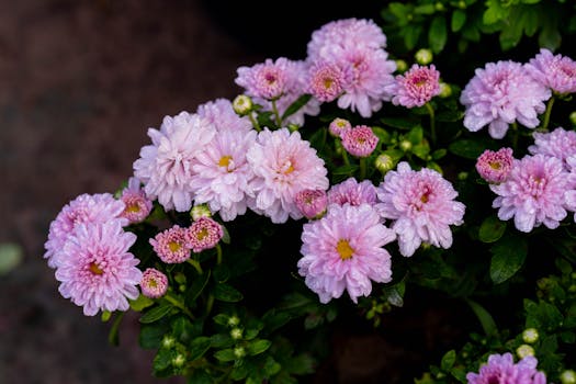 Plantas que florecen todo el año ¡o casi!