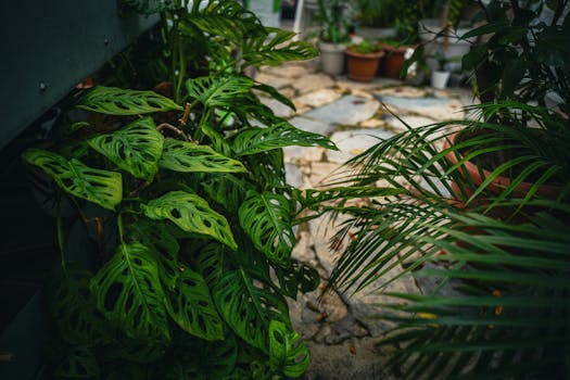 Plantas a Domicilio Madrid | Comprar Online