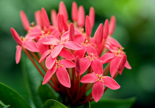 16 plantas de exterior con flores para llenar tu jardín o ...