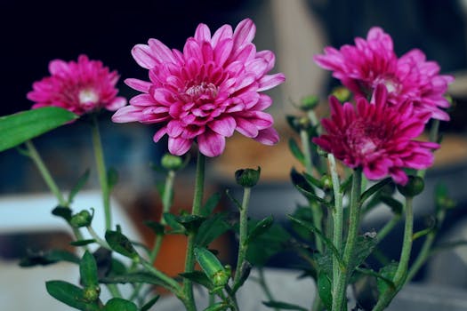 Plantas de Interior con Flor: Decorativas, Cuidado Fácil
