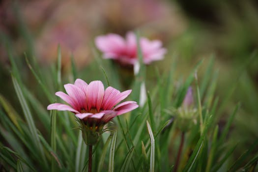Comprar flores para jardín, terraza y balcón online - Fronda