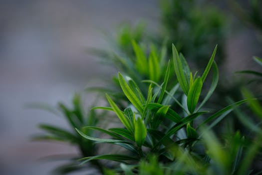 Tienda de Plantas Online | Interior y Exterior -