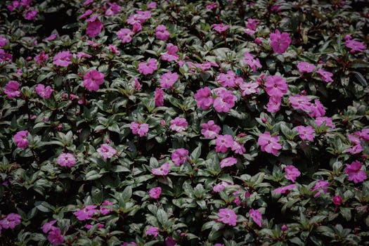 10 Plantas que dan flores todo el año