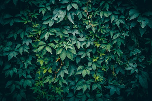 Plantas trepadoras - Venta en línea al mejor precio - Planfor