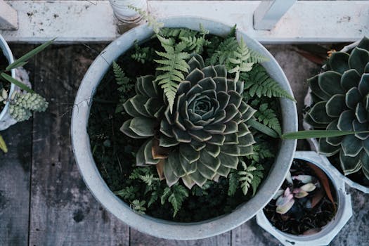 Plantas de bajo mantenimiento - Colección Jardín Sostenible
