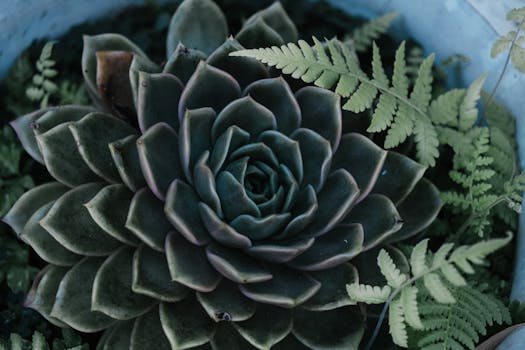 Plantas a Domicilio Madrid | Comprar Online