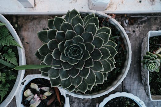 Blog de Cuidado de Plantas