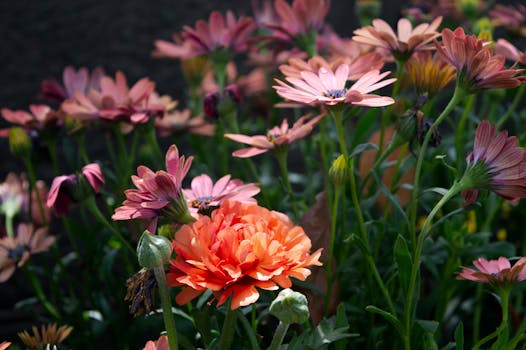 Tipos de plantas con flores: cuáles elegir para tu jardín