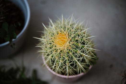 Plantas a Domicilio Madrid | Comprar Online