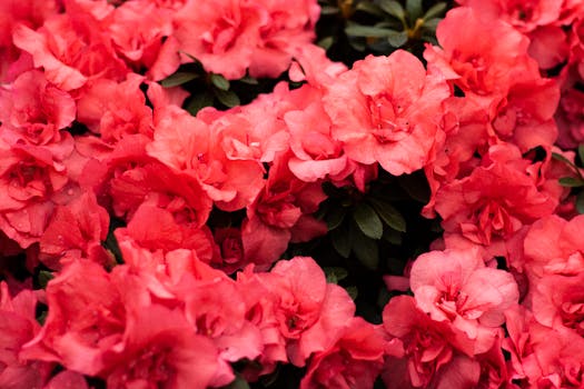 Plantas de Flor | Variedades Ornamentales para Jardines y ...