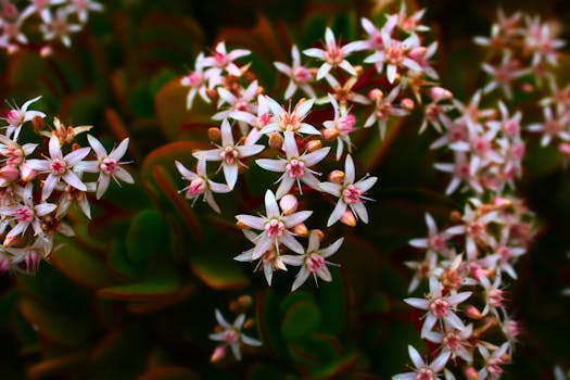 Plantas que florecen todo el año ¡o casi!