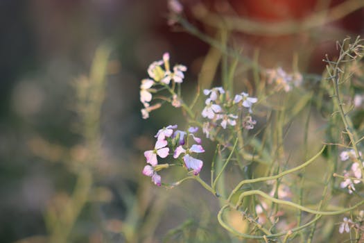 Comprar flores para jardín, terraza y balcón online - Fronda