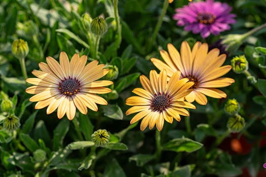 13 plantas de sol directo que florecen todo el año y son ...